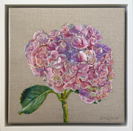 Pink Hydrangeas, 29 x 29cm