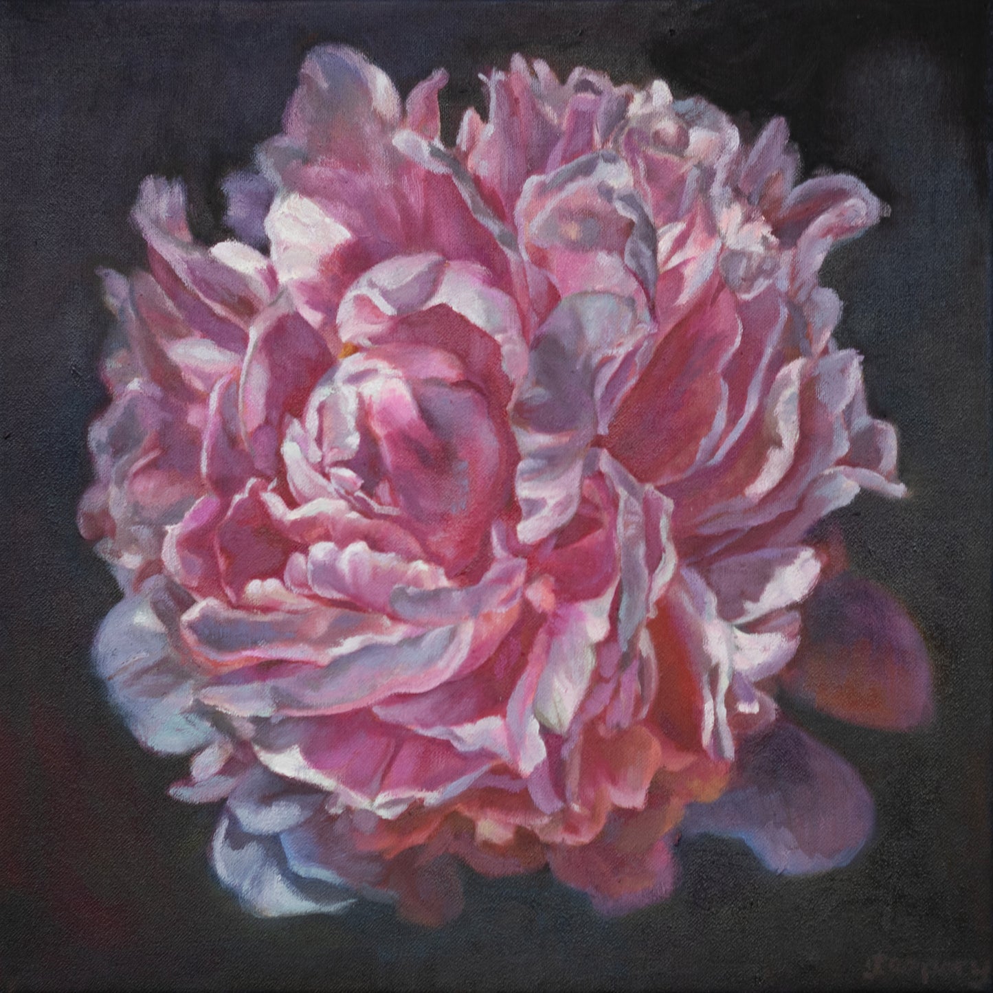 Midnight Peony
